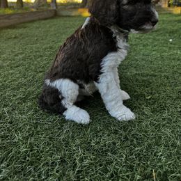 Poodle Puppies from Lollipop R Poodles