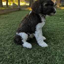 Poodle Puppies from Lollipop R Poodles