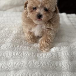 Milan - Apricot female Maltipoo puppy in Fredericktown, Missouri from Doodle Pups Fur-Ever