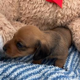 Male3 - Cream male Dachshund puppy in Chino Hills, California from Wooofyland LLC