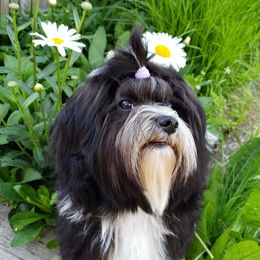 Havanese from TaLyn