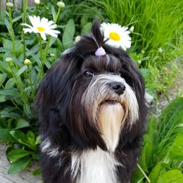 Havanese from TaLyn