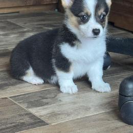 American Corgi and Pembroke Welsh Corgi Puppies from Woodwick Corgis