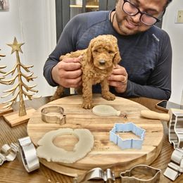 Cornelius - Red  male Poodle puppy in Statesboro, Georgia from Briar Creek Kennels