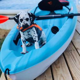 Dalmatian Puppies from Snow Dalmatians