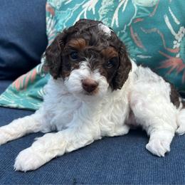 Cocoa - Parti female Poodle puppy in Nixa, Missouri from Foxtrot Farm Poodles