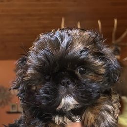 Apple Jacks - Red male Shih Tzu puppy in Nekoosa, Wisconsin from Brox Acres House of Fur LLC