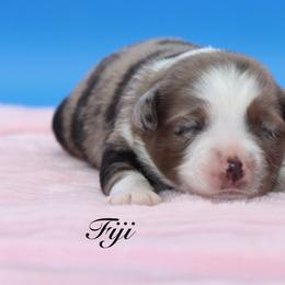 Fiji - Blue merle female Miniature Australian Shepherd puppy in Weeki Wachee, Florida from Arlington's Mini Aussies