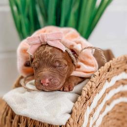 Athene - Red  female Goldendoodle puppy in Iola, Texas from Supreme Doodles of Texas