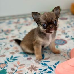 Anastasia 4950 - Chocolate sabled fawn female Chihuahua puppy in Beaumont, Texas from Down south pups