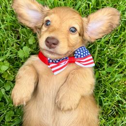 Twister - Red female Dachshund puppy in Michigan from Hidden Haven Dachshunds