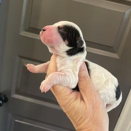 No tag - Tri-color female Bernedoodle puppy in Medina, Ohio from Farmer Doodles