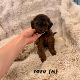 Tofu - Sable male Poodle puppy in Queen Creek, Arizona from Poised Poodles