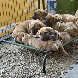 Boerboel, Shorkie, and Toy Australian Shepherd Puppies from SATA Kennels