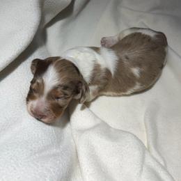 Zane - Dapple male Dachshund puppy in Hazlehurst, Georgia from DrakeFire Dachshunds