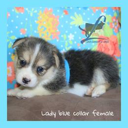 Blue female - Black and tan female Pembroke Welsh Corgi puppy in Wayne City, Illinois from Lash Livestock & Corgis