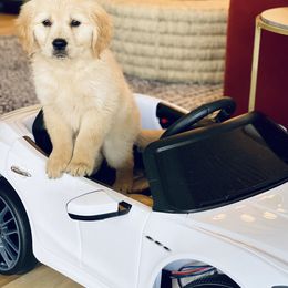 Golden Retriever Puppies from Goldens of Hope