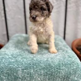 Coffee - Merle female Goldendoodle puppy in Atlantic Beach, Florida from Glamorous Golden Doodles