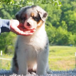 Corona - Blue merle male Australian Shepherd puppy in Cape Girardeau, Missouri from Promise Keeper Kennel