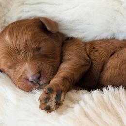 Beckett - Red male Cavapoo puppy in Preston, Idaho from Rocking JH Pup Co