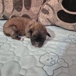 Boy 2 - male Shichon puppy in Pacolet, South Carolina from Kelli's Kennels