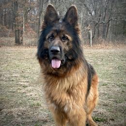 Silka - German Shepherd