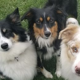 Miniature Australian Shepherds from Pure Michigan Mini Aussies