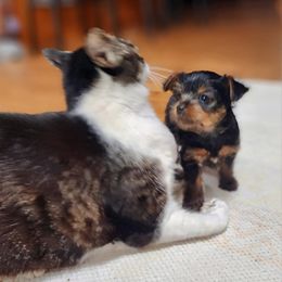 Yorkshire Terrier Puppies from Mike's Yorkies
