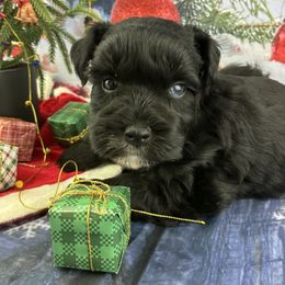 Lacey - Black female Miniature Schnauzer puppy in Sylvania, Georgia from Southern Sky Miniature Schnauzers