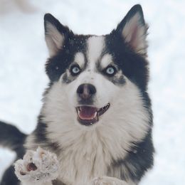 Posey - Pomsky