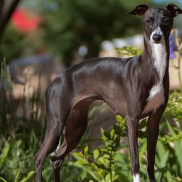 Italian Greyhounds from Micci Italian Greyhounds