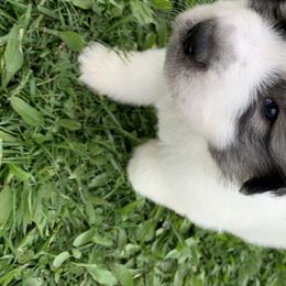Great Pyrenees Puppies from Wells' Providence Pyrenees