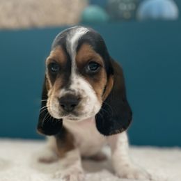 Alister - Black brown and white male Basset Hound puppy in Remington, Virginia from Lotus Rose Basset hounds