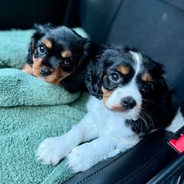 Cavalier King Charles Spaniel Puppies from The Cavi Pack