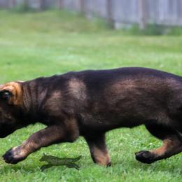 German Shepherd Puppies from Di Massimo Canile