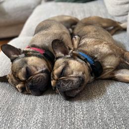 French Bulldog Puppies from Nuthin’ But Frenchies