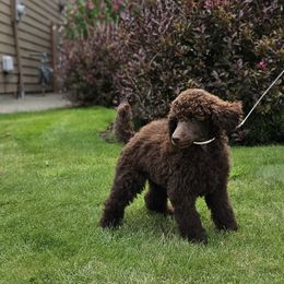 Grey - Poodle puppy from Coplar Creek Standard Poodles