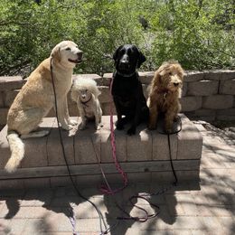 Goldendoodle Puppies from Golden Rule Doodles