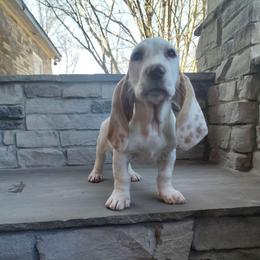 Jameson - Lemon and white male Basset Hound puppy in Newton Grove, North Carolina from MGA Basset Hound
