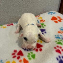 Duncan - White male Havapoo puppy in Brookings, South Dakota from Hofer Pups