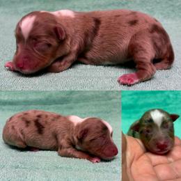 Red Merle female - Red merle female Toy Australian Shepherd puppy in Brooker, Florida from Honey, I Shrunk the Aussies