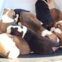 Pembroke Welsh Corgis from Corgis by Bri and She