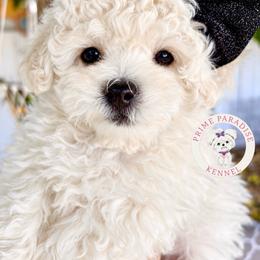 Holly - White female Bichon Frise puppy in Upland, California from Prime Paradise Kennel