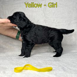 Goldendoodle and Poodle Puppies from Poodles and Doodles By Grace