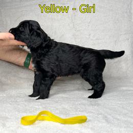 Goldendoodle and Poodle Puppies from Poodles and Doodles By Grace