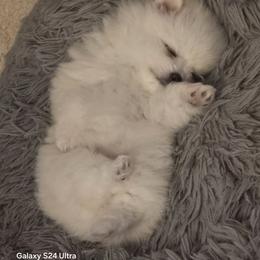 Mochi - White female Pomeranian puppy in Columbus, Georgia from Junie’s Poms