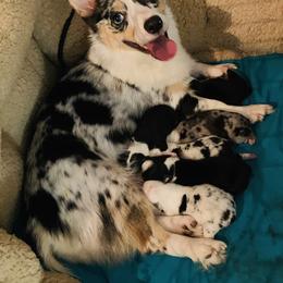 American Corgi, Miniature Australian Shepherd, and Pembroke Welsh Corgi Puppies from Rafter C Aussies & Corgis