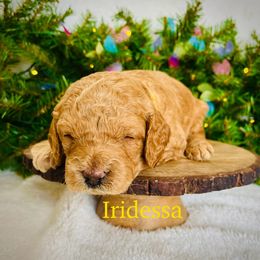 Iridessa - Apricot female Goldendoodle puppy in Smithville, Tennessee from Gingerdoodles
