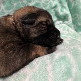 Smarties - Sable female German Shepherd puppy in Salem, Virginia from Vom Kylohaus German Shepherds