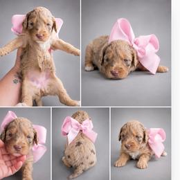 Sage - Merle female Goldendoodle puppy in Delphos, Ohio from Route 66 Poodles & Doodles, Sapphire Shih-tzu's of Ohio